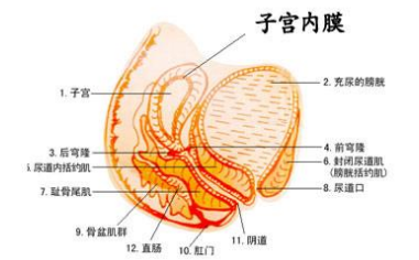 子宫内膜厚度多少才正常？